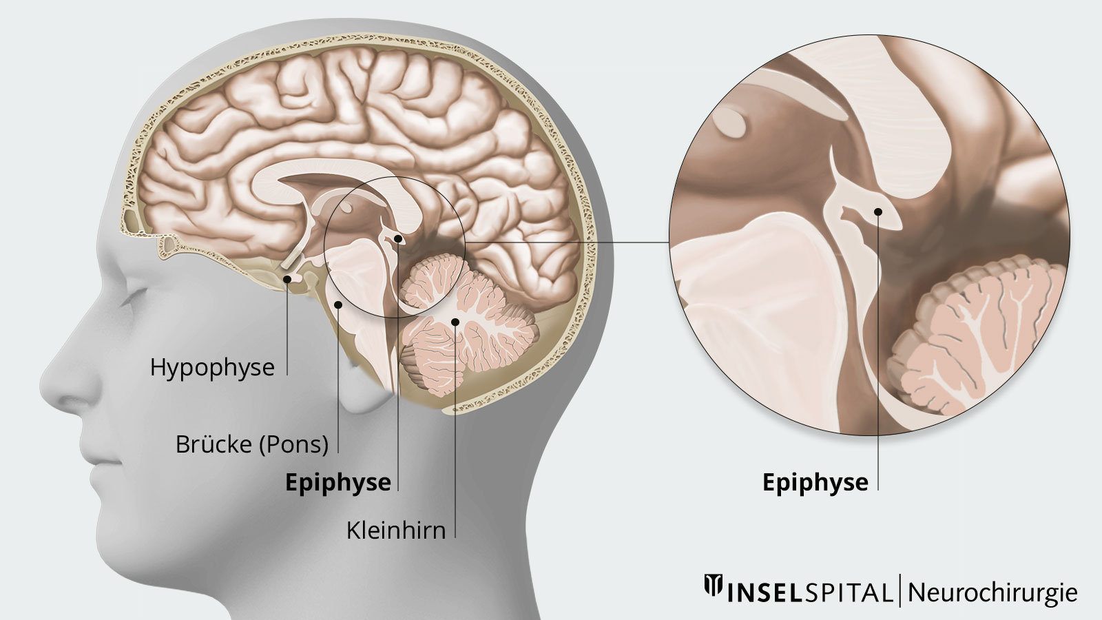 Querschnittzeichnung des Hirns mit Hypophyse, Brücke, Epiphyse, Kleinhirn