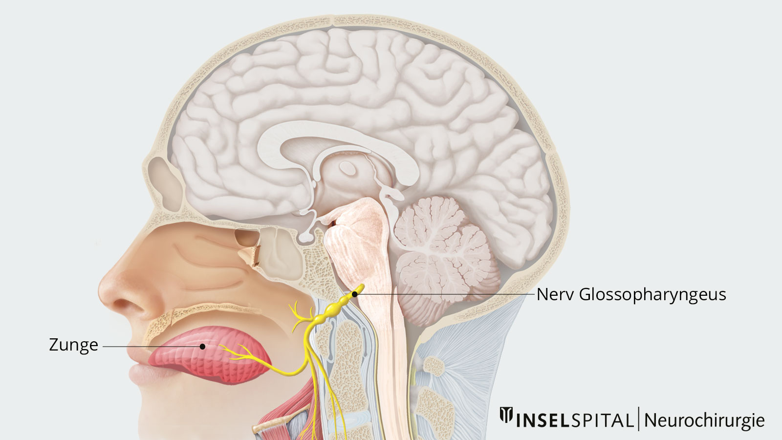 Anatomische Übersichtszeichnung zum Nervus glossopharyngeus