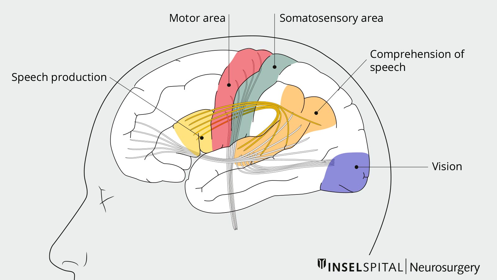 Drawing of the functional centers of the brain