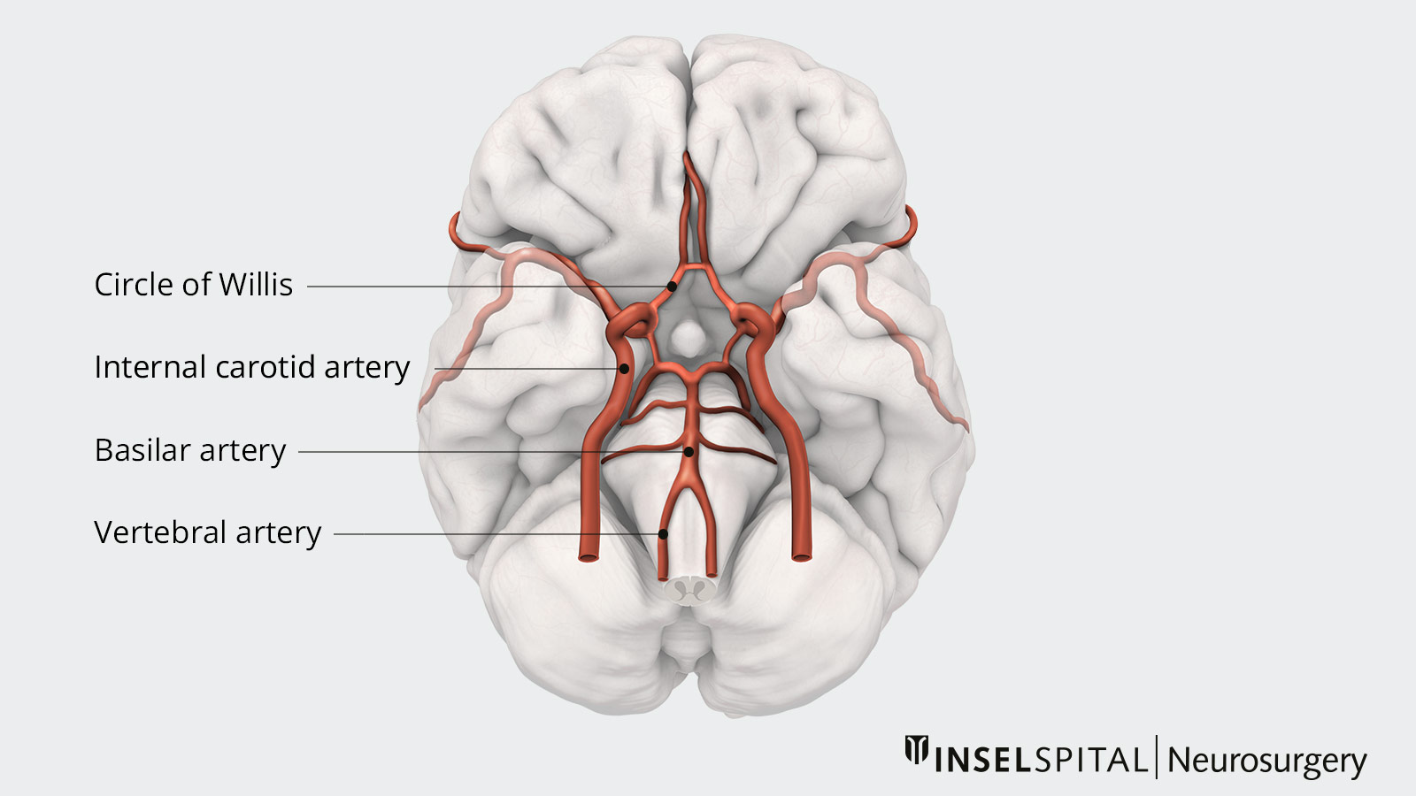 Drawing of the blood supply to the brain