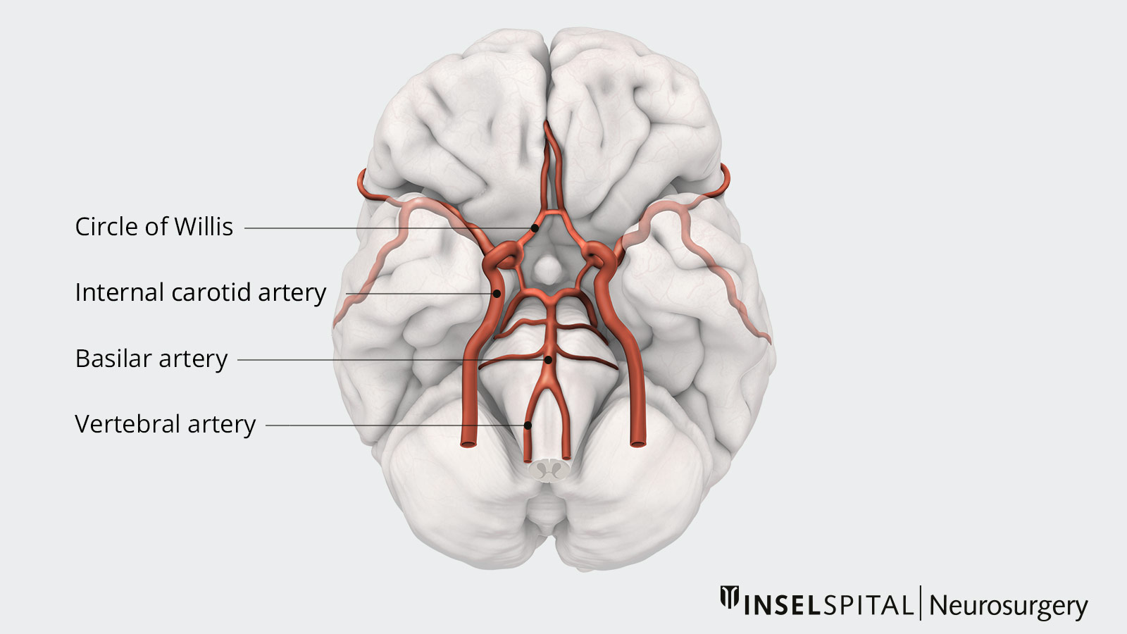 Internal Carotid Artery Anatomy Segments And Branches 42 OFF
