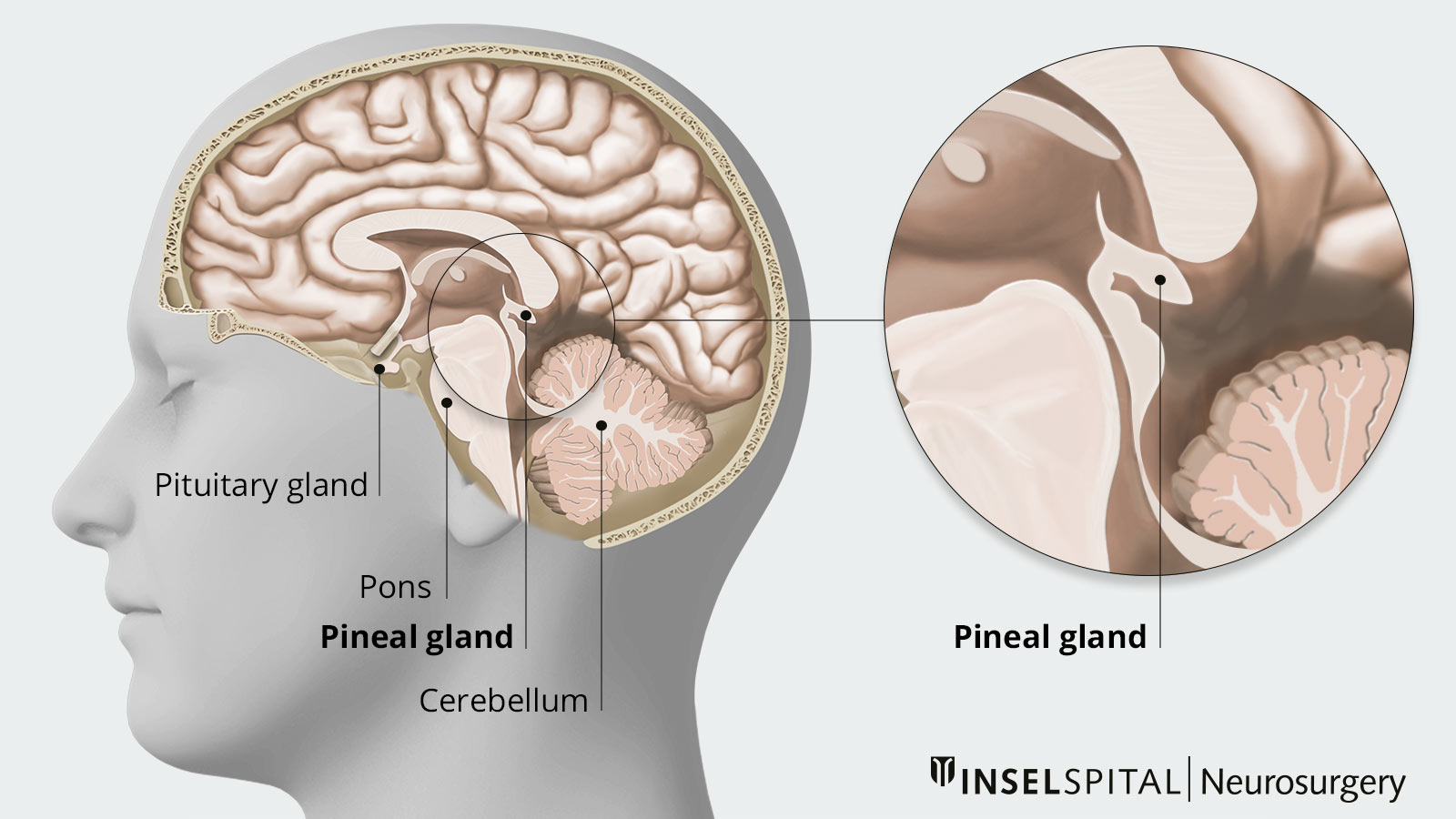 Cross-sectional drawing of the brain with pituitary gland, bridge, pineal gland, cerebellum