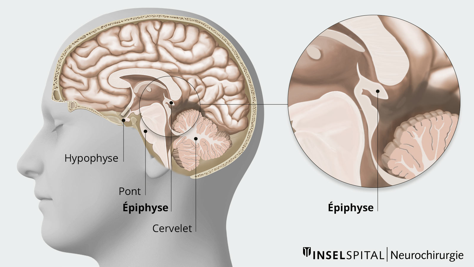 Vue en coupe du cerveau avec hypophyse, pont, épiphyse, cervelet