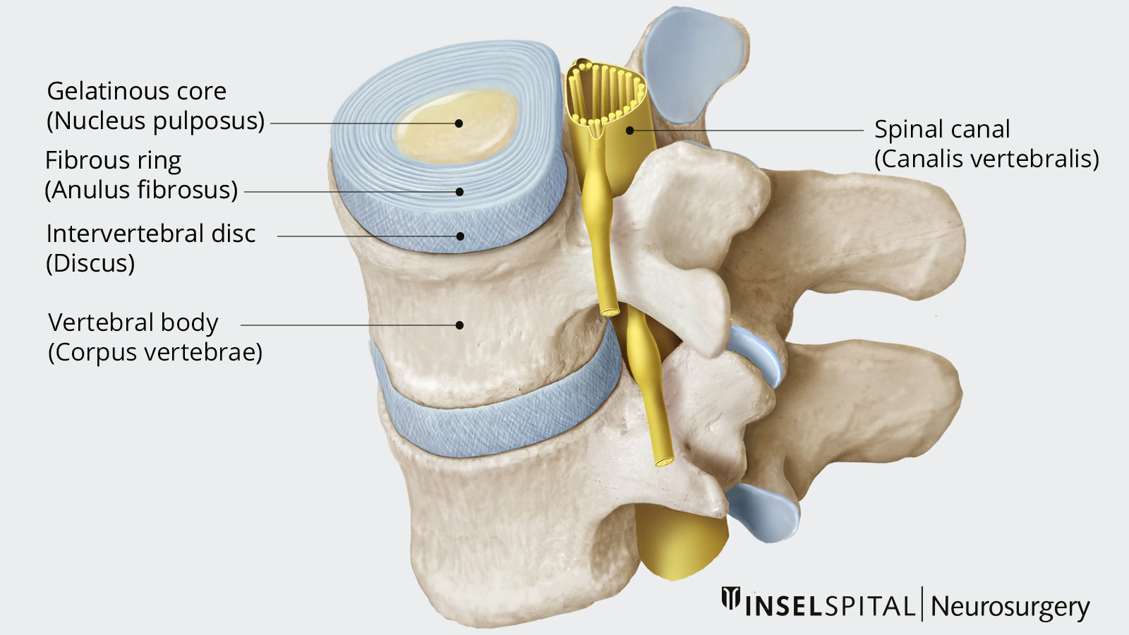 Color drawing of the structure of the spine with vertebrae and intervertebral discs