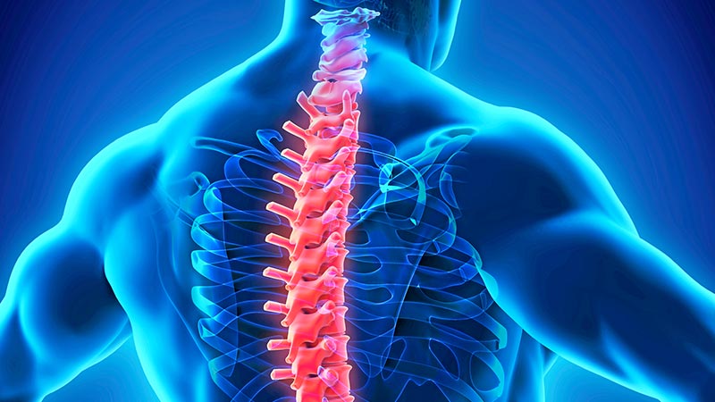 Model of the spine. The cervical and thoracic vertebrae are marked in color.